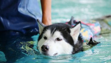 Photo of Tips On Safely Swimming With Your Pet
