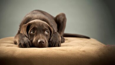 Photo of 5 Ways to Prevent and Treat Anxiety Among Dogs