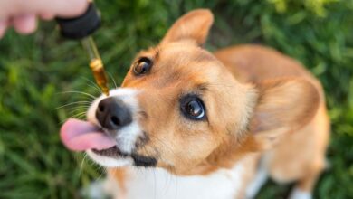 Photo of CBD Oil for Dogs – an Essential for Good Health
