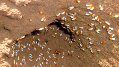 Photo of Proven and Effective Way to Finish the Termites in Home