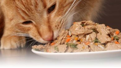 Photo of Tips to Choose the Right Food for Cats to Keep them Healthy