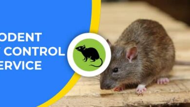 Photo of What are the Reasons for Hiring a Professional Rodent Control Company?