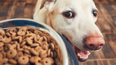 Photo of Give Your Dog a Healthy Diet They Deserve.