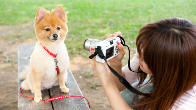 Photo of How To Take Better Photographs Of Your Pet – Bruce Weber Photographer