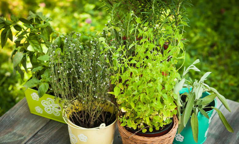 Photo of 10 Scented Herbs to Include in Your Garden