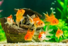 Photo of Top 5 Guidelines For Proper Fish Care