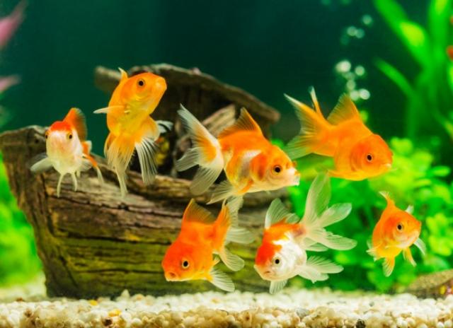 Photo of Top 5 Guidelines For Proper Fish Care