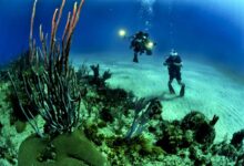 Photo of Perfect Vacation Spots For Diving – Capital Vacations