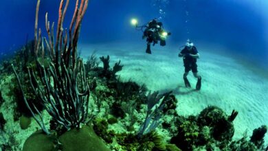 Photo of Perfect Vacation Spots For Diving – Capital Vacations